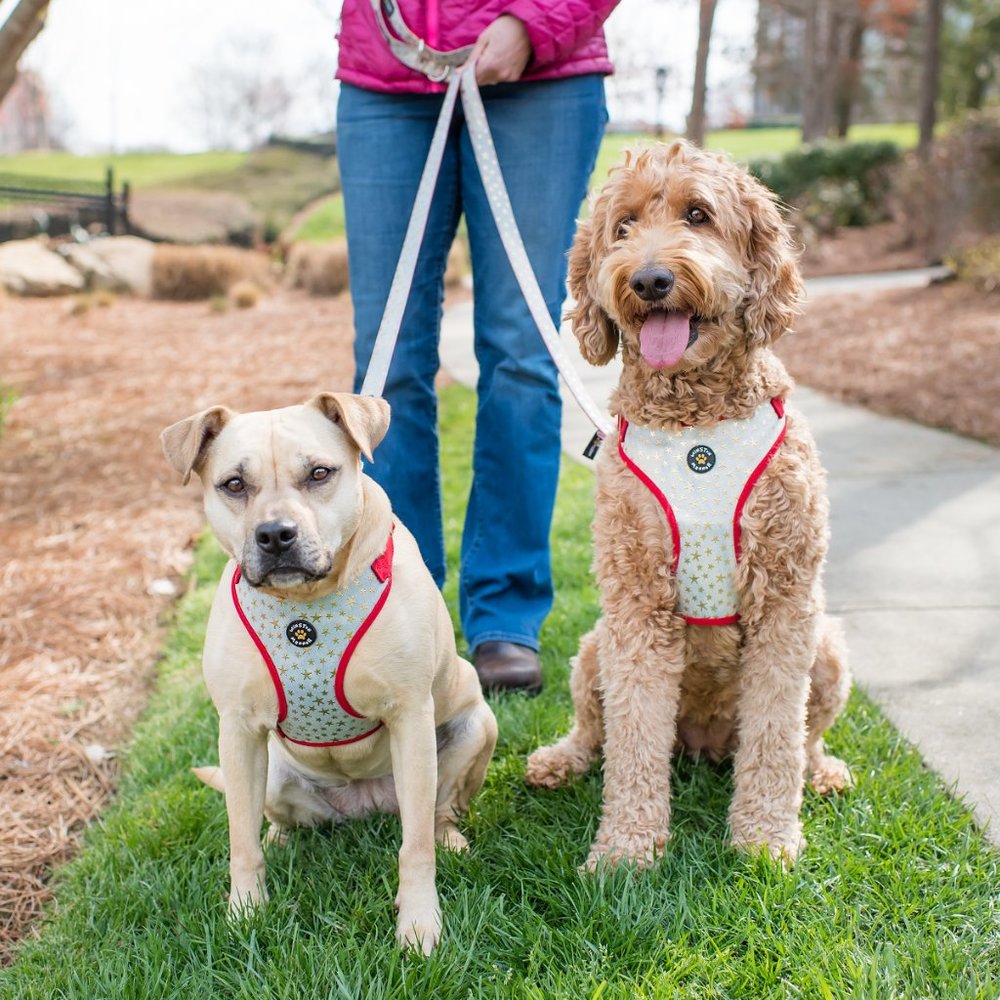 Winston Manner Designer Dog Harness in Starry Night